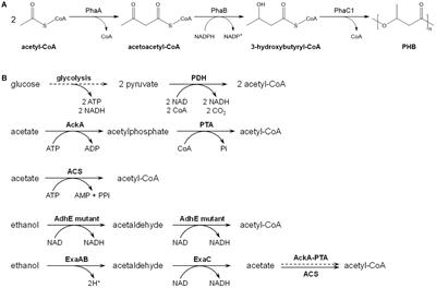 Comparison of Glucose, Acetate and Ethanol as Carbon Resource for Production of Poly(3-Hydroxybutyrate) and Other Acetyl-CoA Derivatives